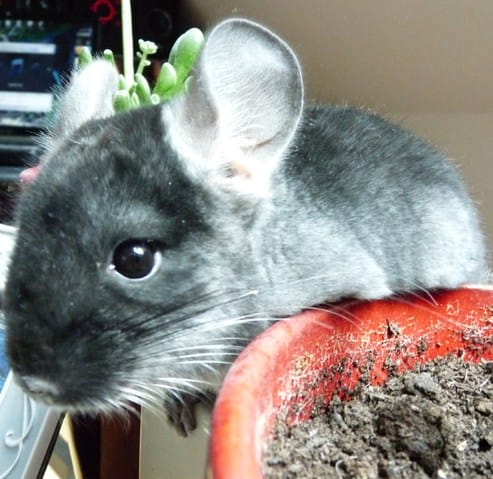 Noms pour mes ptits nouveaux