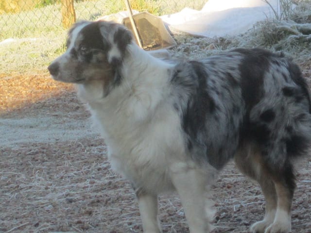 cherche amoureux pour ma belle?