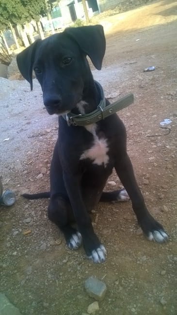 la race de mon chien