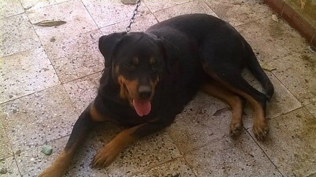 que penser vous de Rottweiler