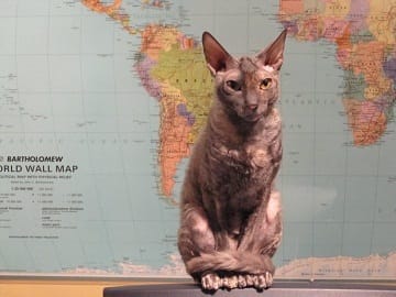 Comment faire cohabiter deux chats ?