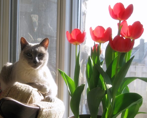 Ma chatte Fléo ne faisait pas une dépression