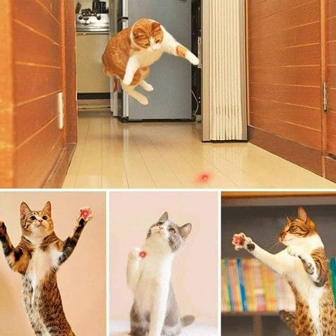 Le pointeur laser pour chat, quels sont ses inconvénients ?