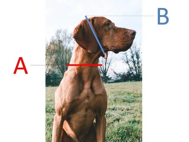 Collecte de mesures canines