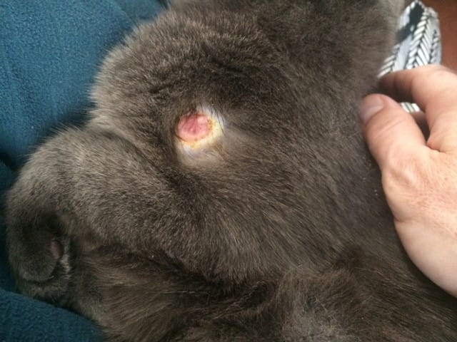 Blessure profonde (attention photo)