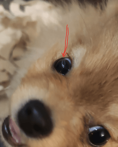 Mon chien a une verrue blanche sur l'oeil