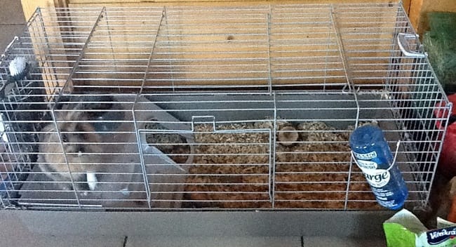 Cage assez grande?
