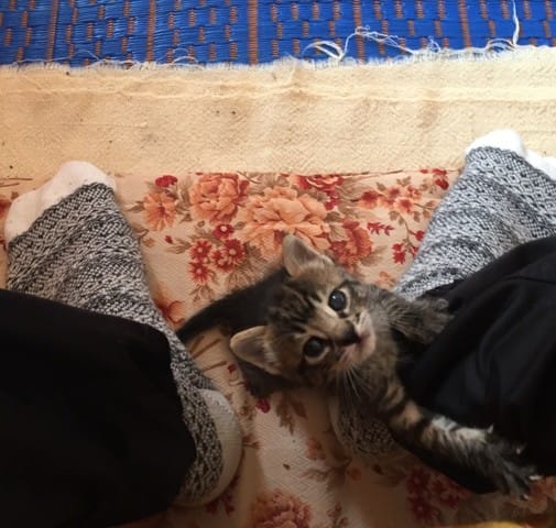 chaton abondonné et utilisation de litière