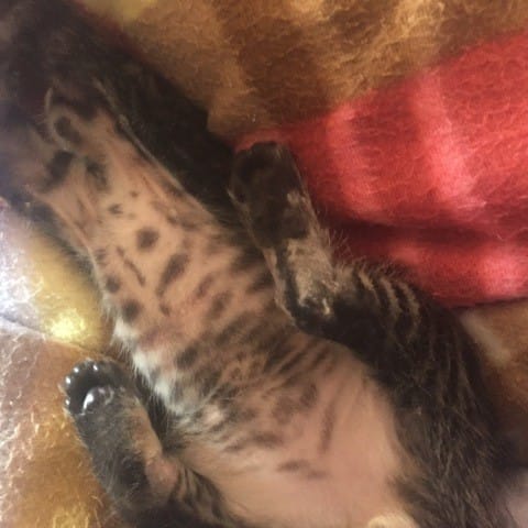 Chaton perte de poils