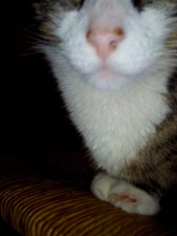 avis plaie nez du chat urgent