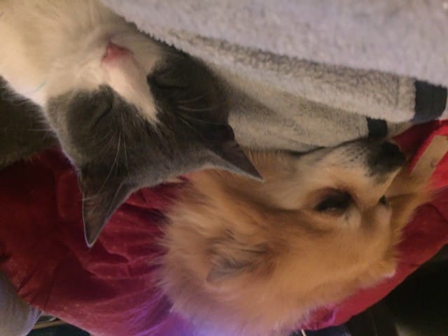 Chien qui grogne et menace quand on le gronde