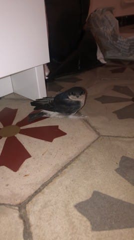 Pourriez vous me renseigner sur cette oiseau ?