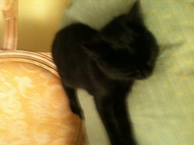 Ma chatte n'a pas de nom !