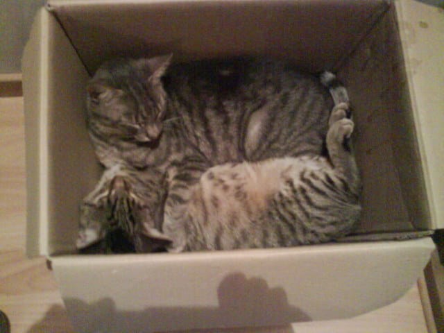 Des tiques sur mes chats