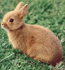 Pourquoi les lapins nain sont plus conseillé,que les lapins fermier ?