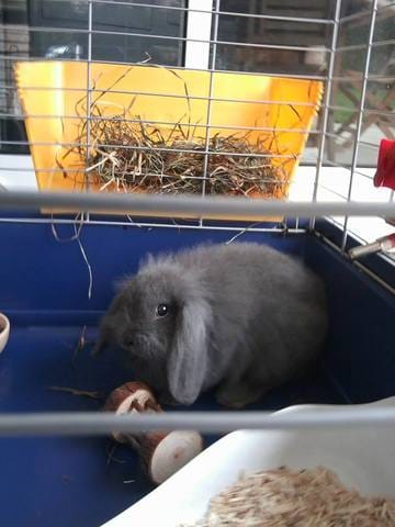 Photos de la petite lapine Bianca !:)