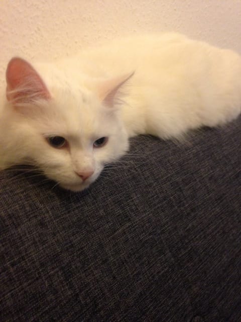Besoin de conseils pour l’intégration d'un chat