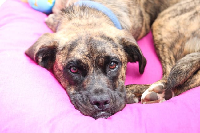 HELP : Éducation boxer croisé berger australien