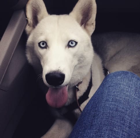 cherche male huski sibérien pour sailli