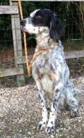English springer spaniel et setter anglais