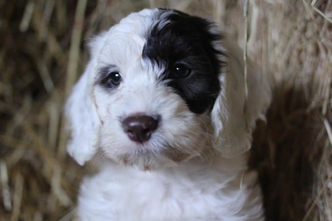 Quelle est la race de ce chien?