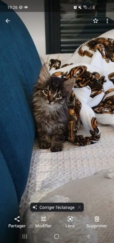 Évolution pelage chaton ?