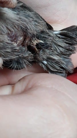 Trouvé jeune merle, problème à l'anus et au ventre