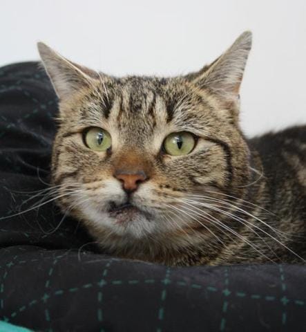 Cohabitation chat adulte chien adulte