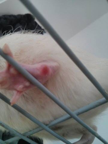 Boule ou bobo bizarre patte arrière gauche