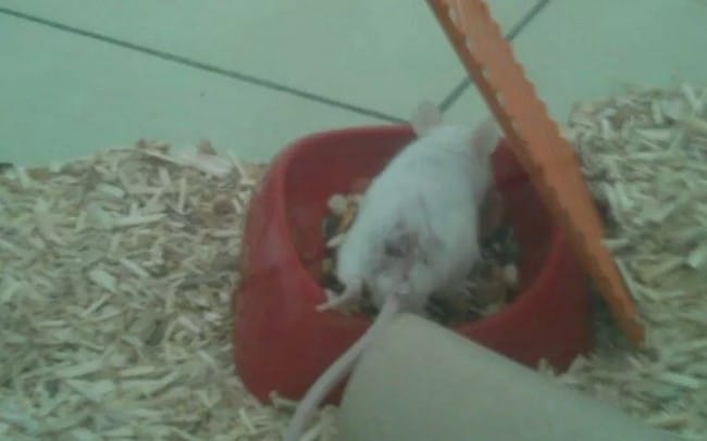 Souris Mâle grosse croûte en bas du dos