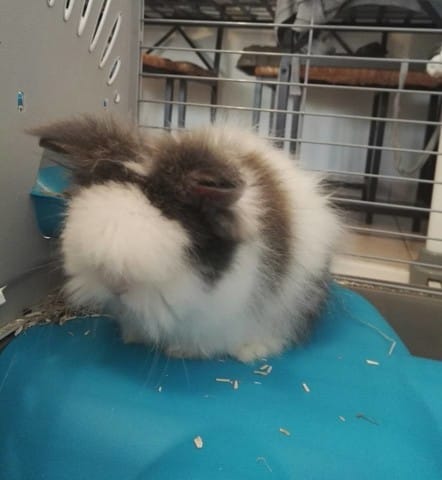 Couleur de mon lapin