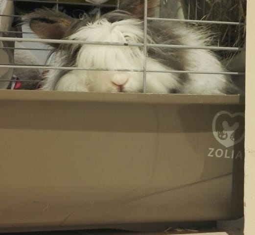 Caramel ne veut plus sortir de sa cage