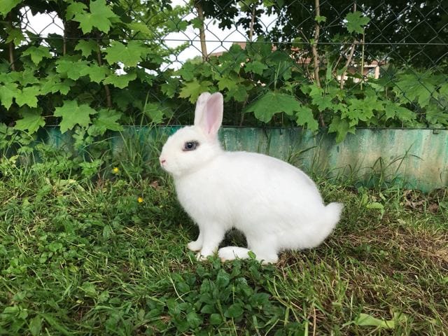 Urgent - adoption lapin