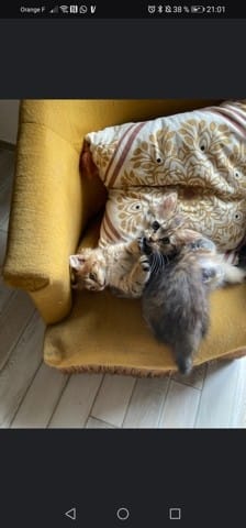 Chatons poils mi longs ou courts