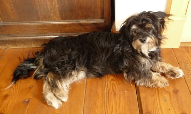 Ma petite chienne à ses règles pour la première fois