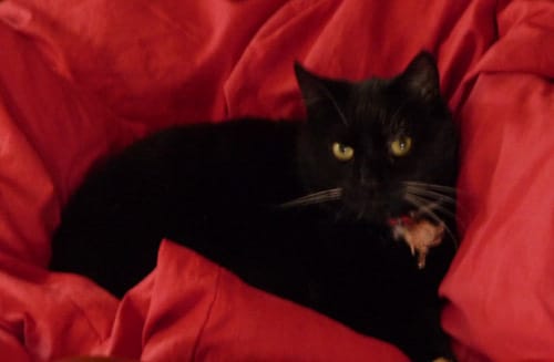 Ma chatte a une tumeur aux poumons