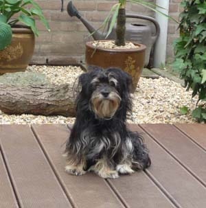 Ma petite chienne aboie + Solution