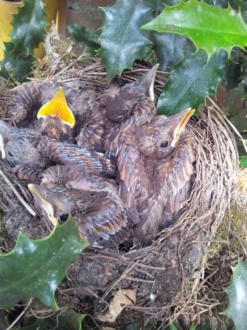 Des invités surprise dans mon jardin