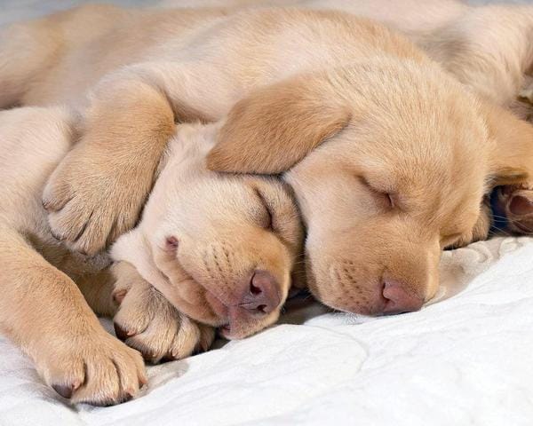 Photos super mimi de chiens et de chats trouvés sur Ie net