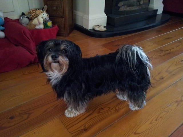 Combien de temps pour la repousse des poils d'un chien ?