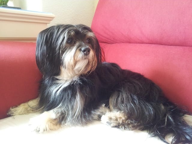 Ma chienne à eu une réaction super étrange 