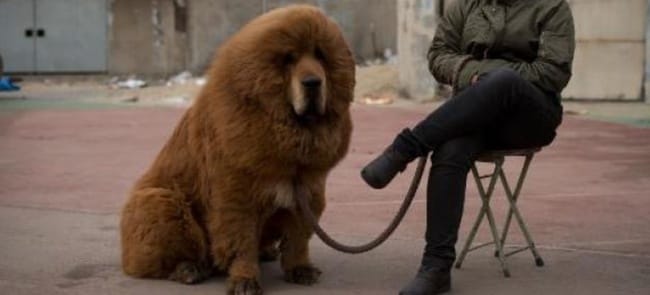 Chine: Le zoo qui faisait passer un chien pour un lion ferme ses portes