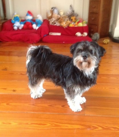 Aujourd'hui ma petite Bibi à 4 ans