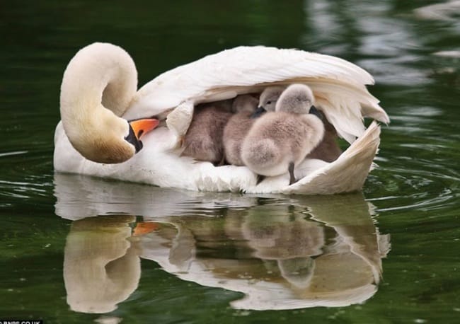 Concours de photos les plus mignonnes trouvées sur le net