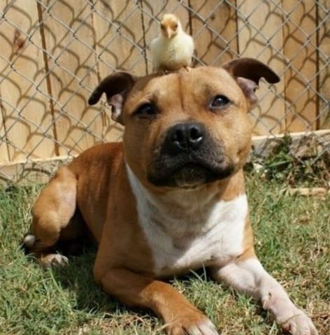 Ceux qui pensent encore que les pitbulls sont dangereux...