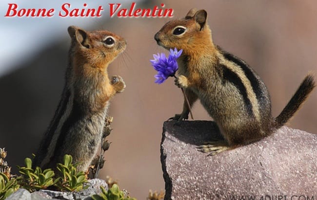 Une bonne Saint Valentin pour nos amis les animaux
