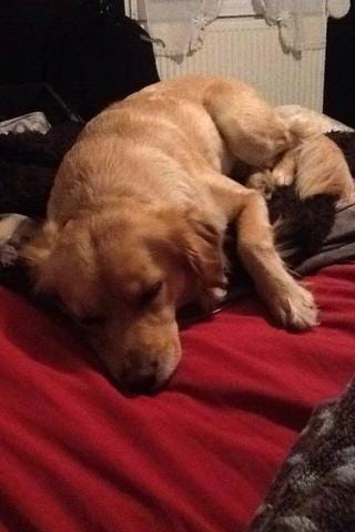 Ma chienne à un problème