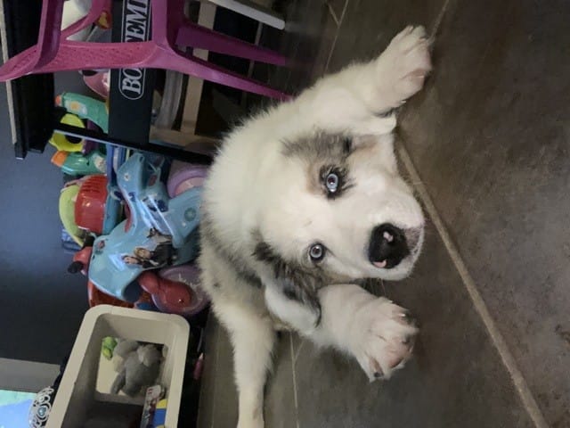 Border collie