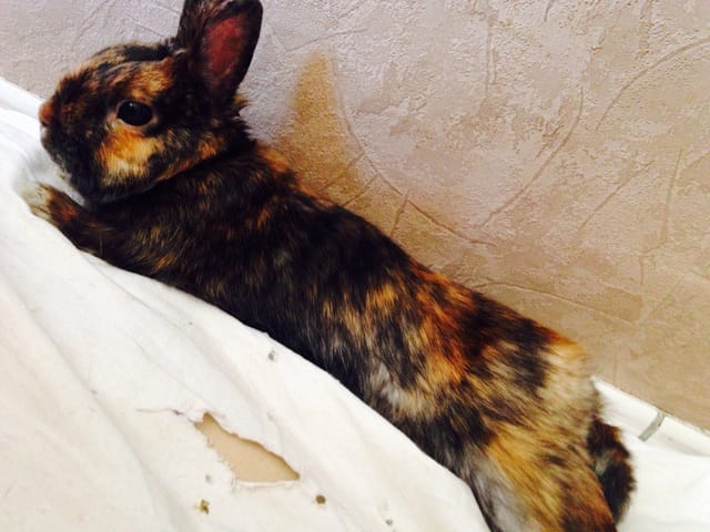 Pourquoi mon lapin mâche dans le vide