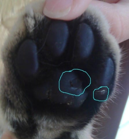 Mon chat a une blessure au coussinet